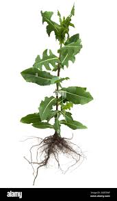 Attēlu rezultāti vaicājumam “Lactuca serriola”