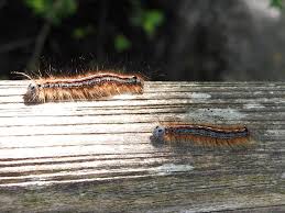 Attēlu rezultāti vaicājumam “Malacosoma castrensis male”