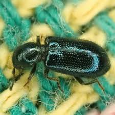 Attēlu rezultāti vaicājumam “Korynetes caeruleus”