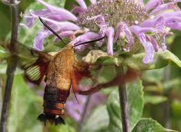 Attēlu rezultāti vaicājumam “Lophozia capitata”