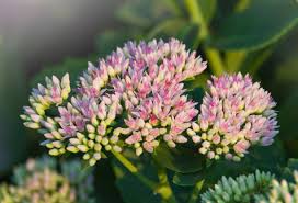 Attēlu rezultāti vaicājumam “Hylotelephium telephium bud”