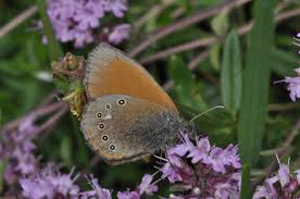 Attēlu rezultāti vaicājumam “Coenonympha glycerion underside”