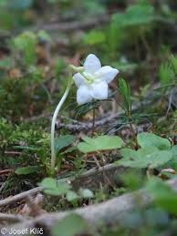 Attēlu rezultāti vaicājumam “Moneses uniflora”