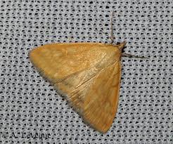 Attēlu rezultāti vaicājumam “Sitochroa verticalis”