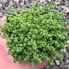 Attēlu rezultāti vaicājumam “Sedum album leaf”