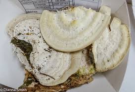 Attēlu rezultāti vaicājumam “Trametes gibbosa”