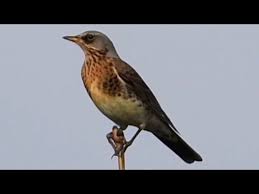 Attēlu rezultāti vaicājumam “Turdus pilaris adult”