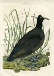 Attēlu rezultāti vaicājumam “Fulica atra eggs”