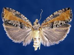 Attēlu rezultāti vaicājumam “Epinotia sordidana”