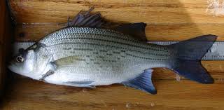 Image result for Morone chrysops