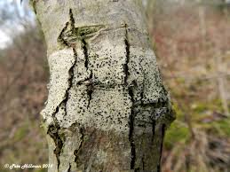 Attēlu rezultāti vaicājumam “Lecidella elaeochroma”