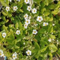 Attēlu rezultāti vaicājumam “Fragaria moschata”