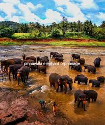 Image result for pinawella