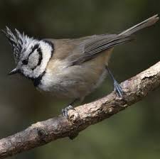 Attēlu rezultāti vaicājumam “Lophophanes cristatus adult”