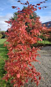 Attēlu rezultāti vaicājumam “Carpinus betulus”