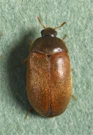 Attēlu rezultāti vaicājumam “Attagenus smirnovi”