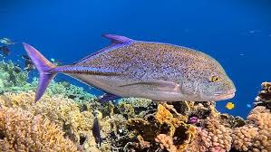 Image result for Caranx melampygus