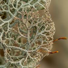 Attēlu rezultāti vaicājumam “Cladonia rangiferina”