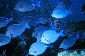 Image result for Acanthurus coeruleus