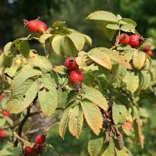 Attēlu rezultāti vaicājumam “Rosa villosa”