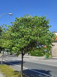 Attēlu rezultāti vaicājumam “Cercis siliquastrum”