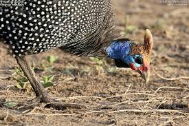 Attēlu rezultāti vaicājumam “Numida meleagris adult”