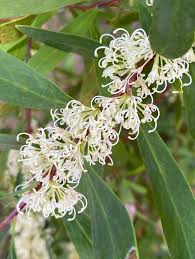 Attēlu rezultāti vaicājumam “Achillea salicifolia leaf”