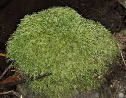 Attēlu rezultāti vaicājumam “Brachythecium rivulare”