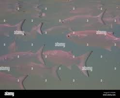 Image result for Mugil curema