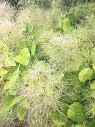 Attēlu rezultāti vaicājumam “Cotinus coggygria”