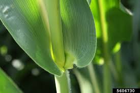 Attēlu rezultāti vaicājumam “Zea mays leaf”