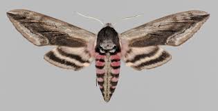 Attēlu rezultāti vaicājumam “Sphinx ligustri”