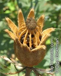 Image result for Romneya coulteri