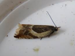 Attēlu rezultāti vaicājumam “Ancylis badiana”