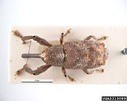 Attēlu rezultāti vaicājumam “Pissodes piniphilus”