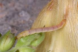 Attēlu rezultāti vaicājumam “Eupithecia icterata female”