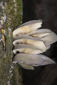 Attēlu rezultāti vaicājumam “Panellus serotinus”