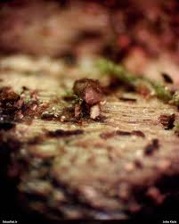 Attēlu rezultāti vaicājumam “Licea pusilla”