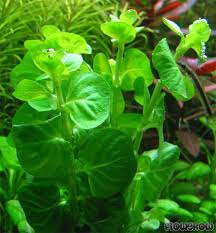 Image result for Lysimachia nummularia