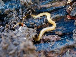 Attēlu rezultāti vaicājumam “Geophilidae”