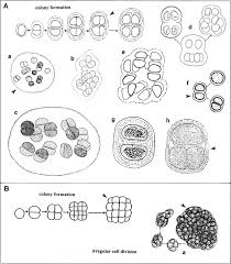 Attēlu rezultāti vaicājumam “Gloeocapsa rupestris”