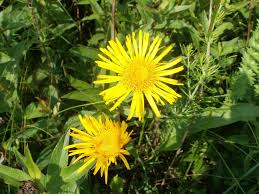 Attēlu rezultāti vaicājumam “Inula salicina bud”