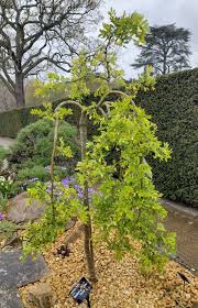 Attēlu rezultāti vaicājumam “Caragana arborescens leaf”