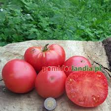 Afbeeldingsresultaat voor marizol purple tomato