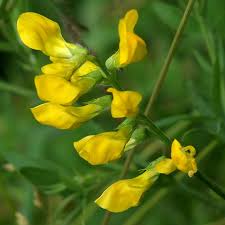 Attēlu rezultāti vaicājumam “Lathyrus pratensis flower”