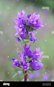 Attēlu rezultāti vaicājumam “Campanula glomerata leaf”
