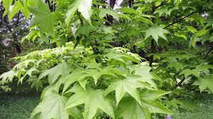 Attēlu rezultāti vaicājumam “Kalopanax septemlobus”