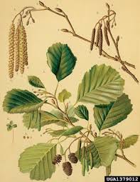 Attēlu rezultāti vaicājumam “Alnus”