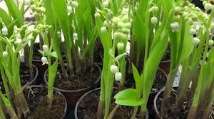 Attēlu rezultāti vaicājumam “Convallaria majalis bud”