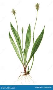 Attēlu rezultāti vaicājumam “Plantago lanceolata”